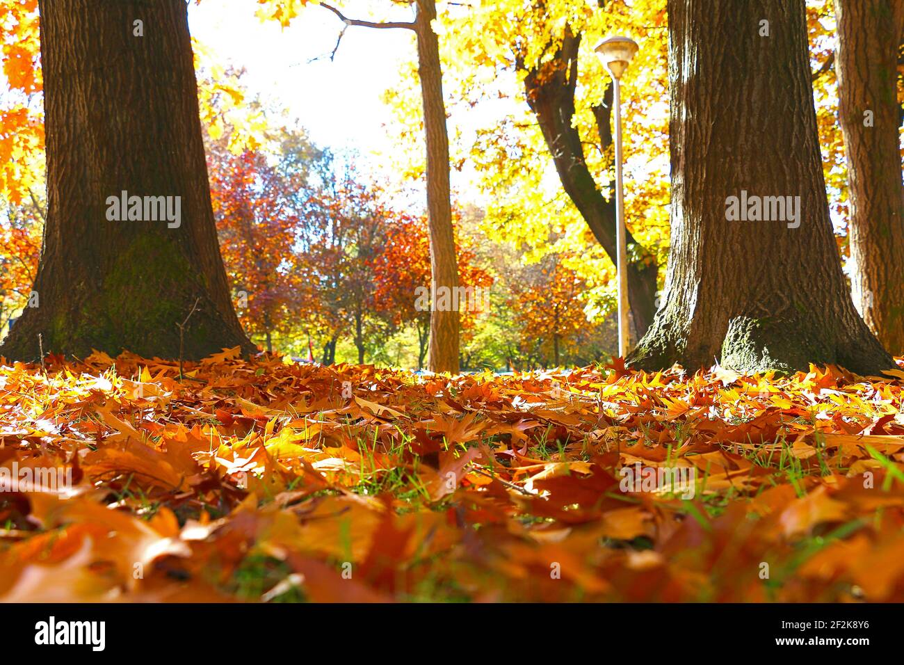 Colorful Autumn Trees and Leaves in the Park Stock Photo