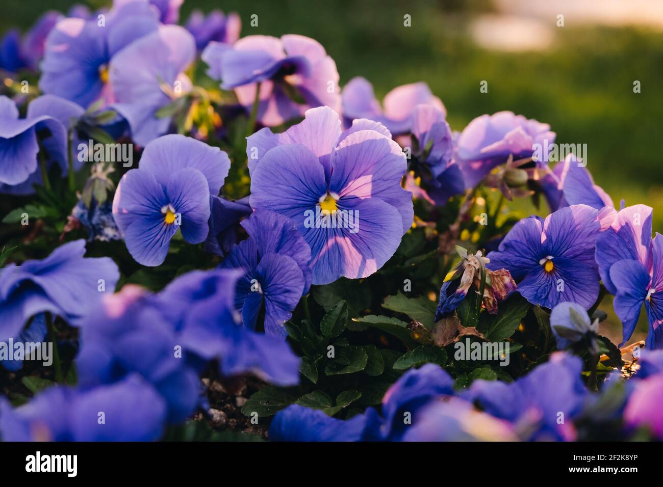 First purple spring flower in nature Stock Photo