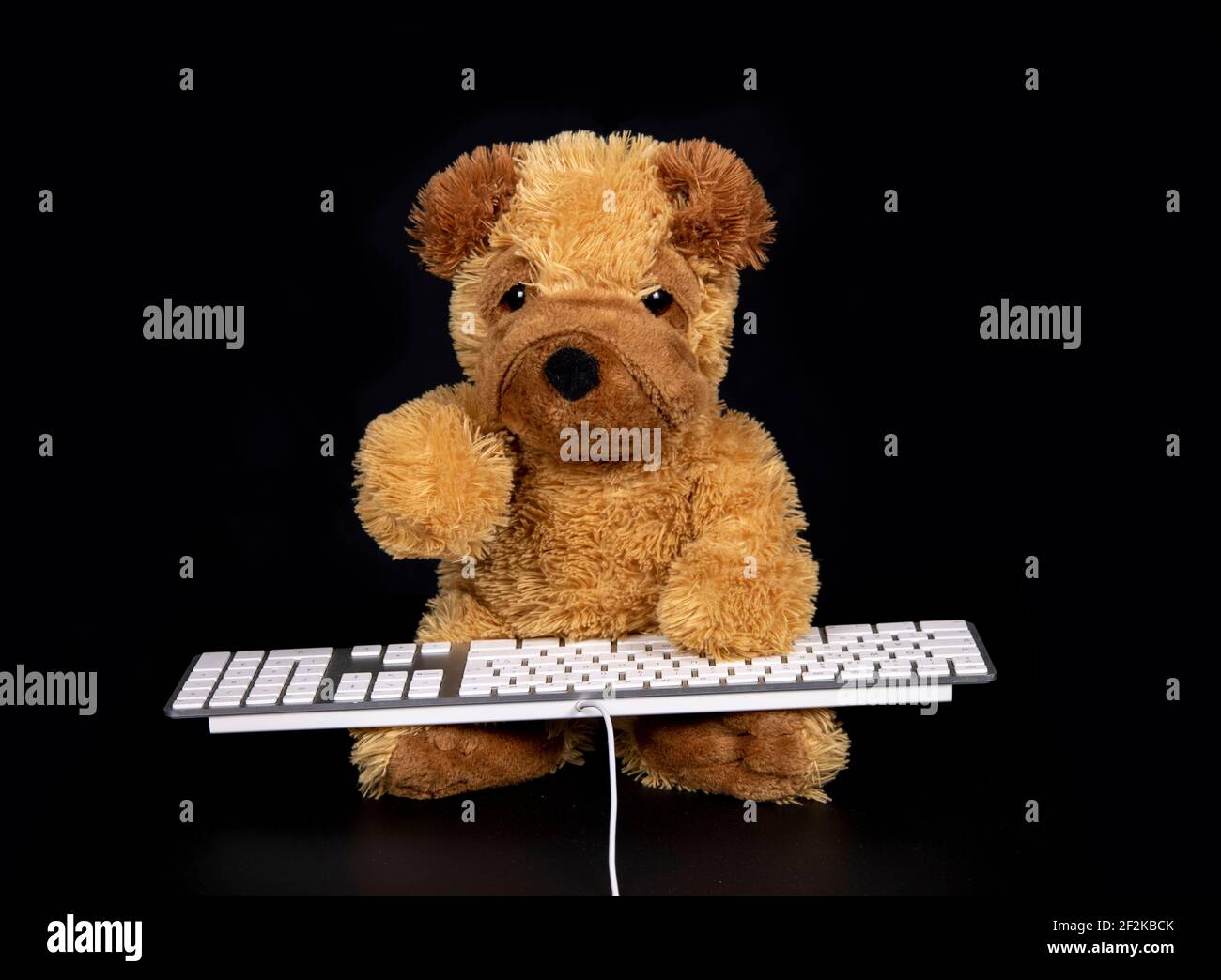 Teddy dog typing on keyboard Stock Photo