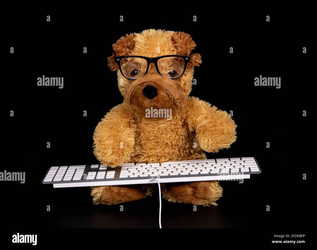 Teddy dog typing on keyboard Stock Photo Alamy