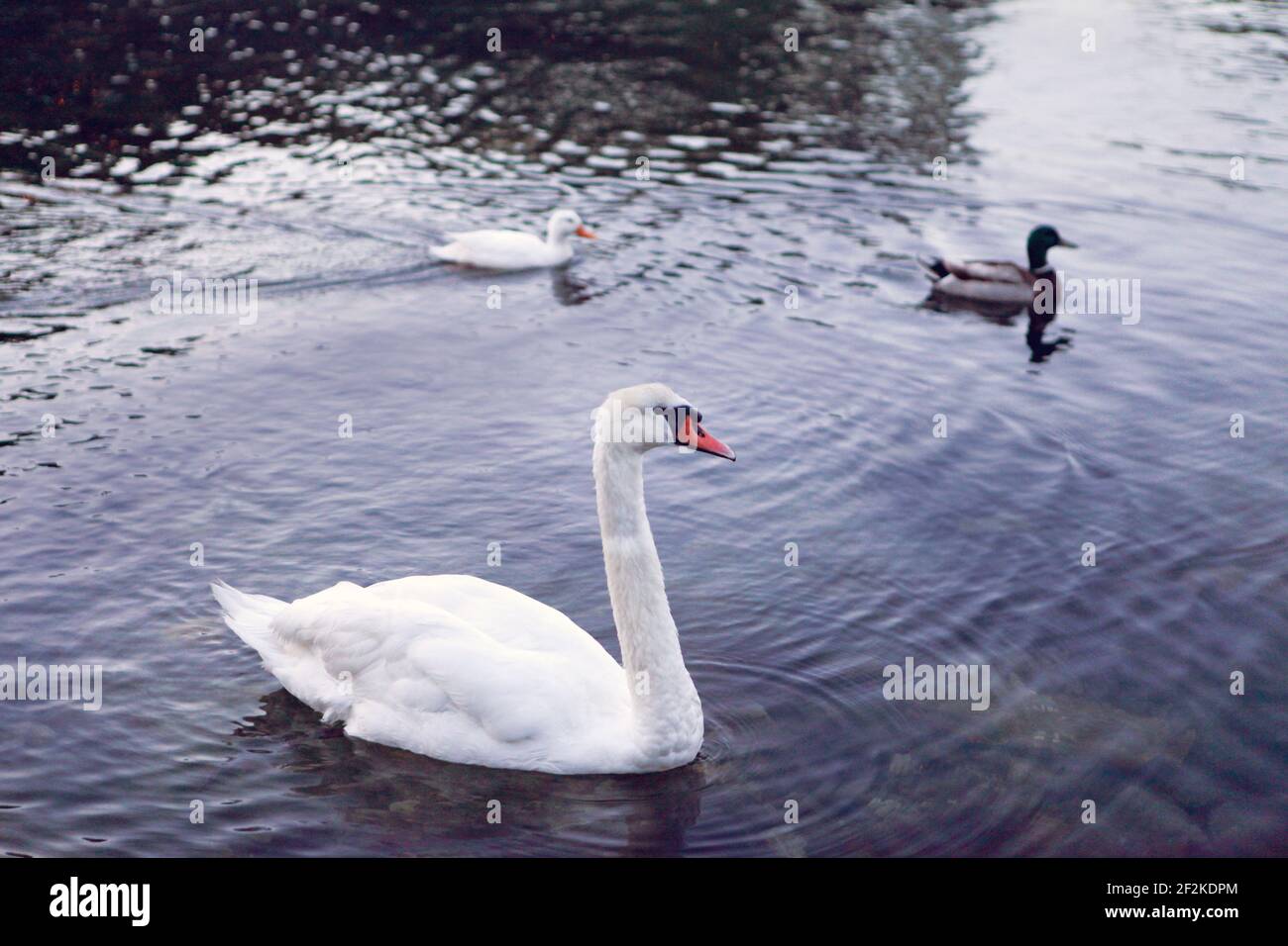 White whooper swan-Cygnus cygnus on the lake with blue dark water background. beautiful elegant royal birds swimming on a Lake. Swan fowl large bird Stock Photo
