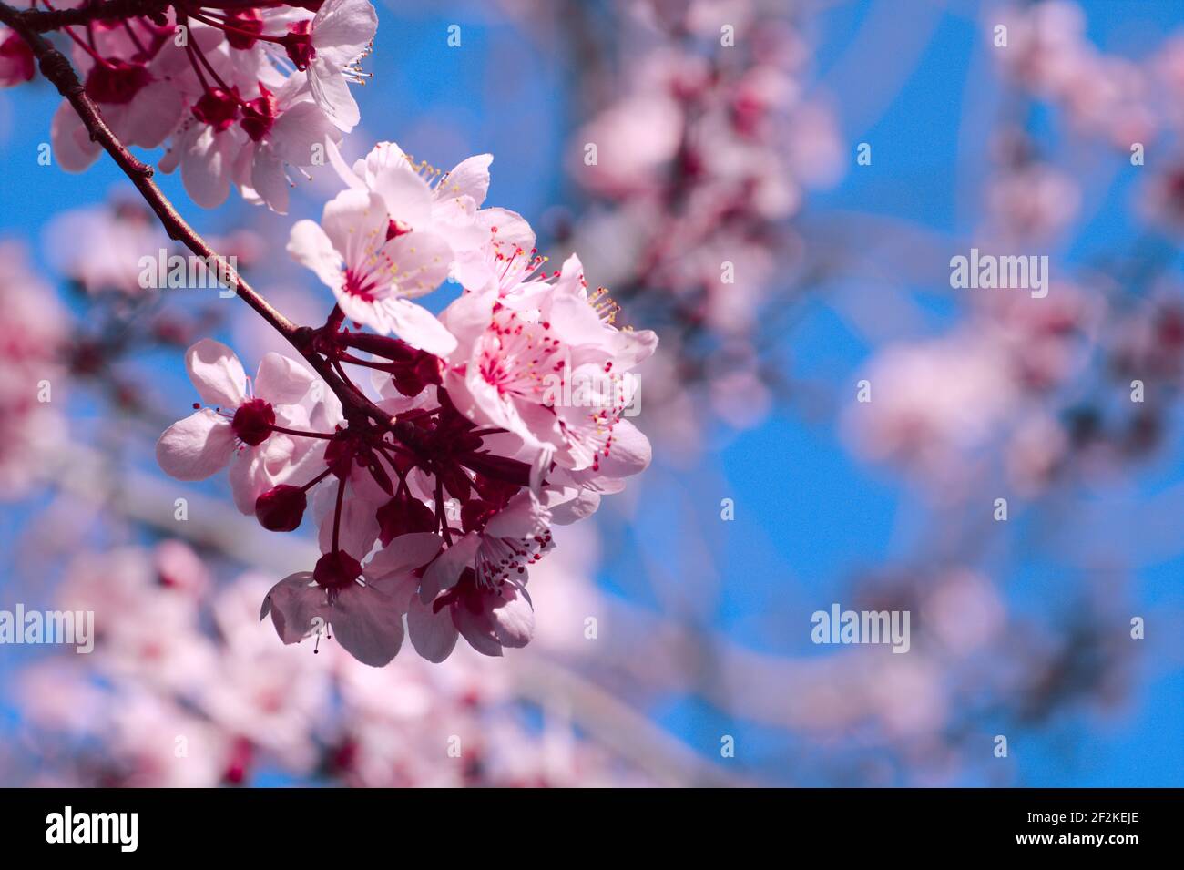 Pink Plum Tree Stock Photo