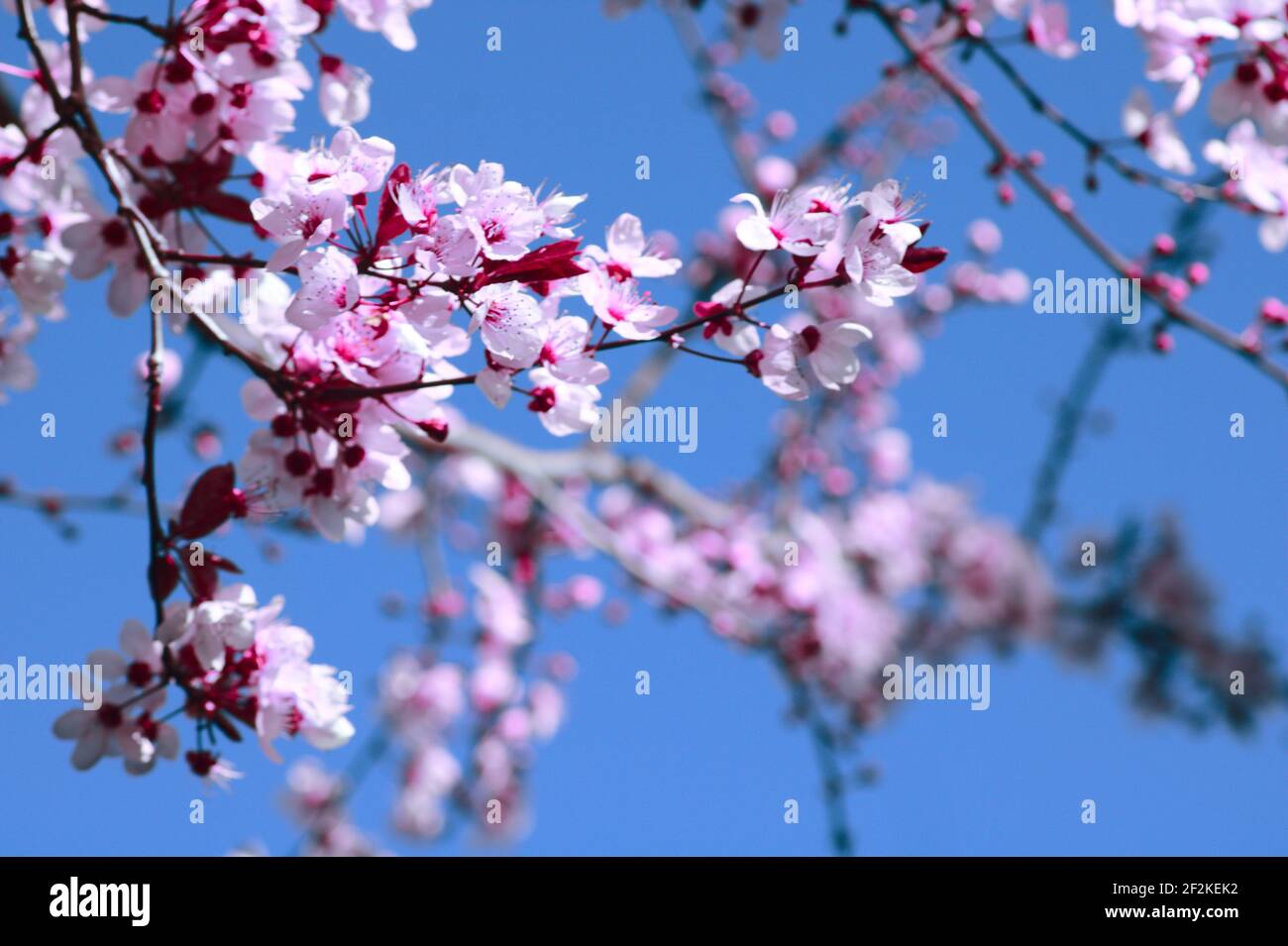 Pink Plum Tree Stock Photo