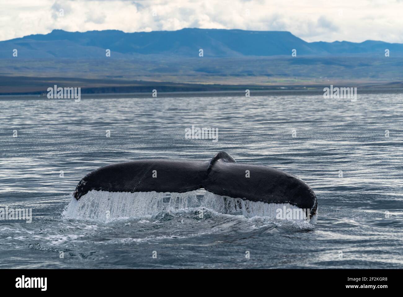 Tail Fin Of Humpback Whale Stock Photo