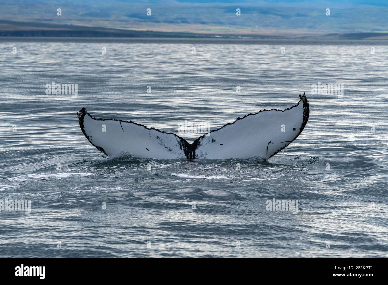 Tail of the whale hi-res stock photography and images - Alamy