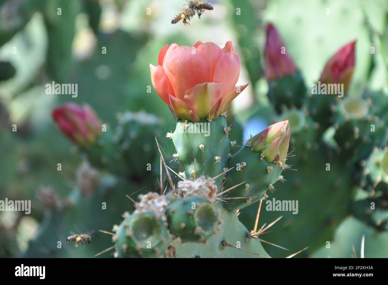 Indian fig opuntia, barbary fig, cactus pear in blossom. Prickly pears cactus.Opuntia ficus-indica with pink flowers. Stock Photo