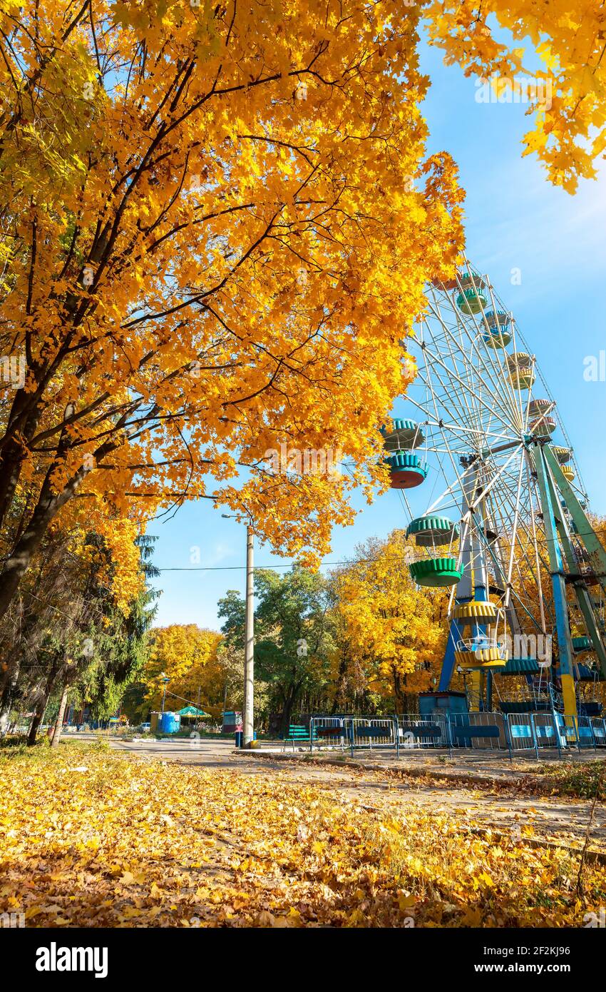 Yellow maples in autumn in the park hi-res stock photography and images ...