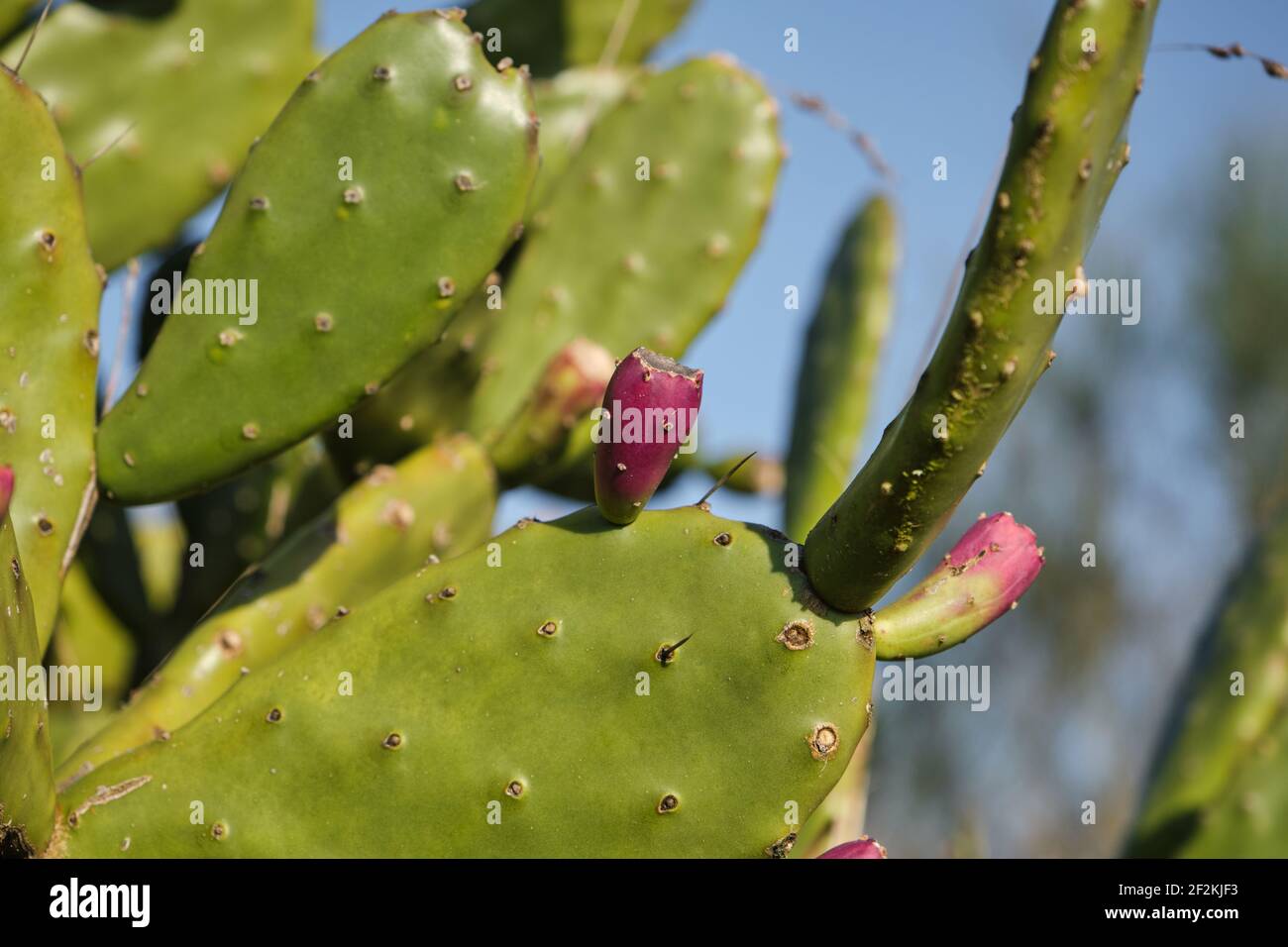 Detail of opuntia ficus indica or prickly pear with fruits Stock Photo