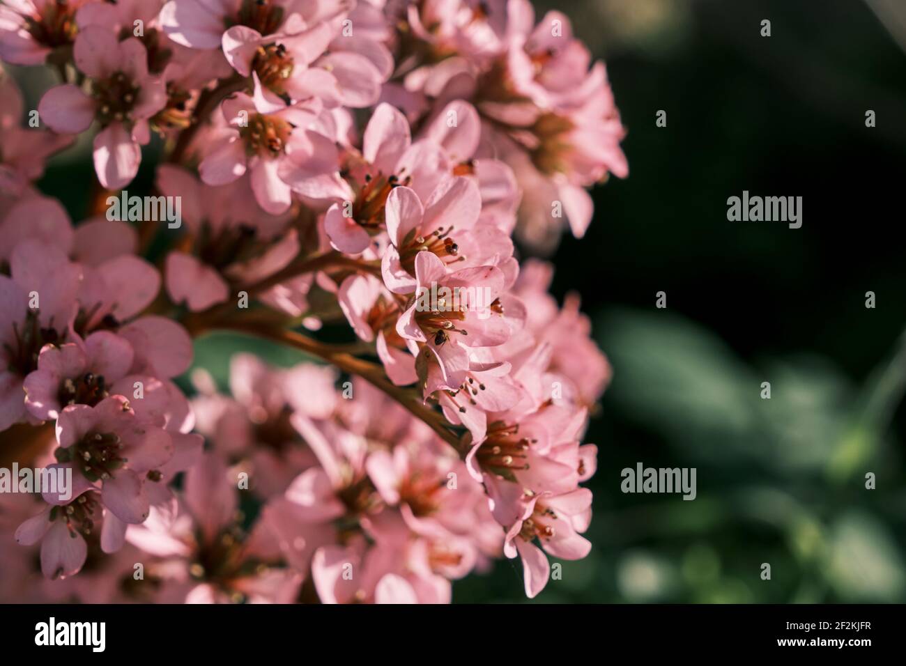 Heart-leaved bergenia ornamental plant pink flowers close up Stock Photo