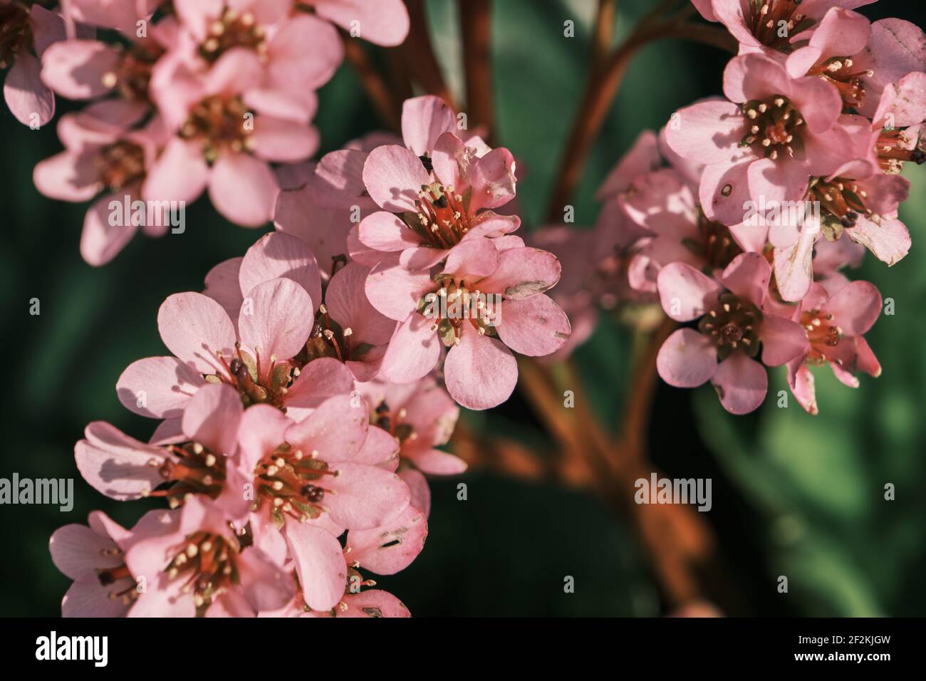 Heart-leaved bergenia ornamental plant pink flowers close up Stock Photo