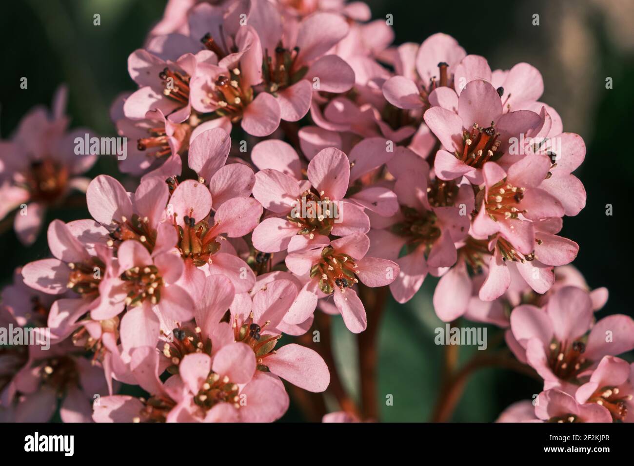 Heart-leaved bergenia ornamental plant pink flowers close up Stock Photo