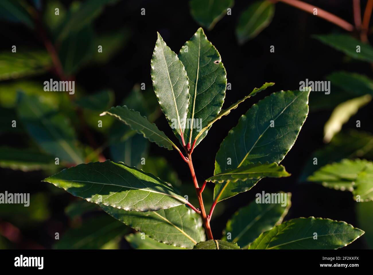 Bay laurel - Laurus nobilis - green aromatic leaves Stock Photo