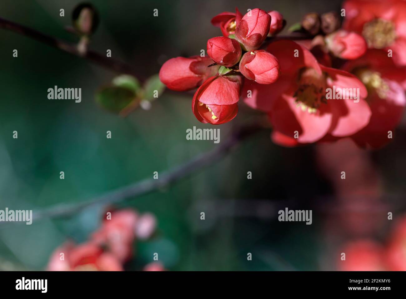 Detail of blossoming chaenomeles japonica pale red flowers Stock Photo