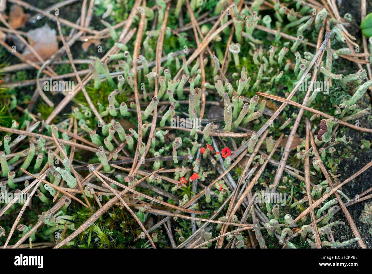 cladonia with red apothecia closeup selective focus Stock Photo