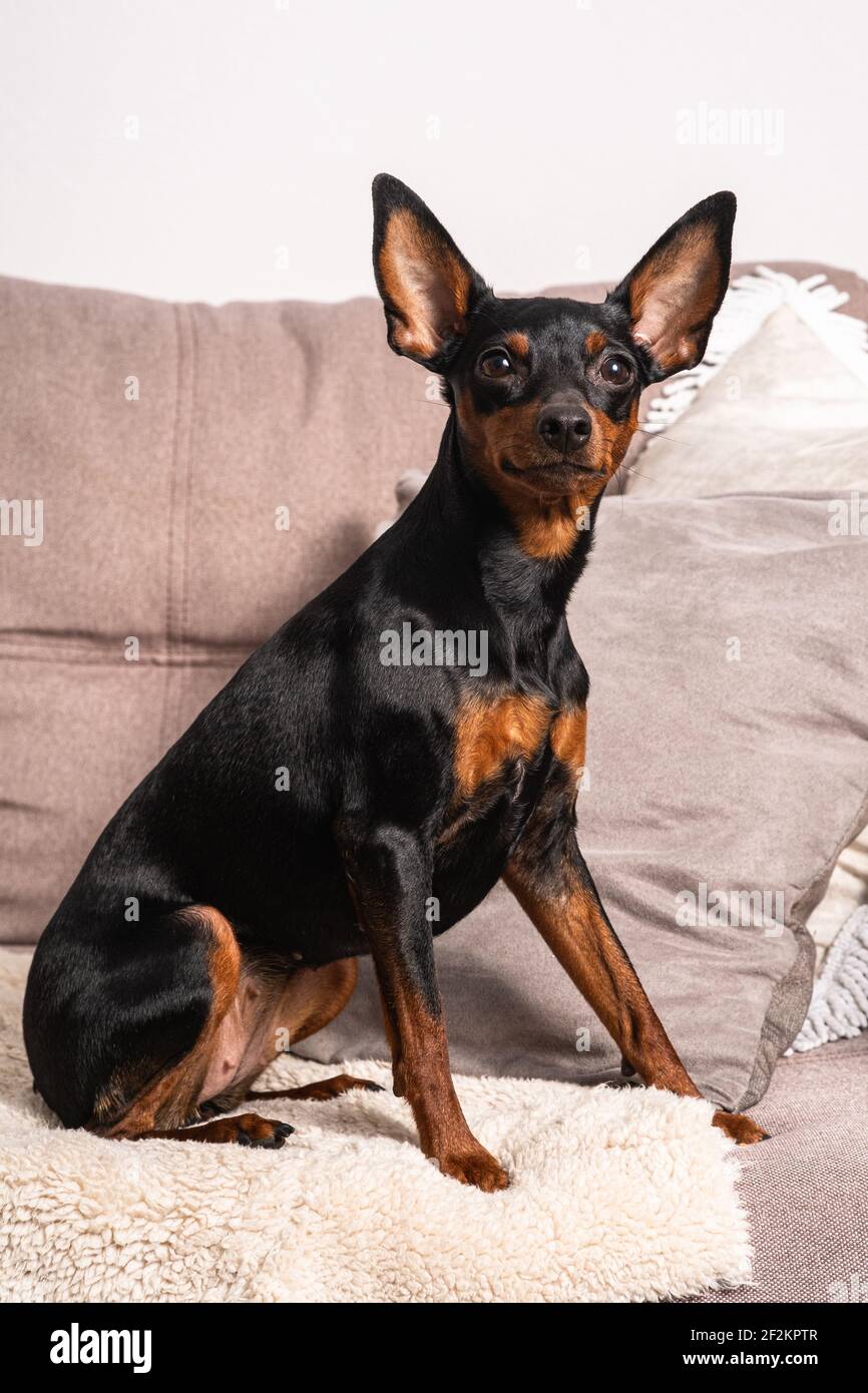 Miniature Pinscher dog with big ears sitting on couch and posing Stock Photo