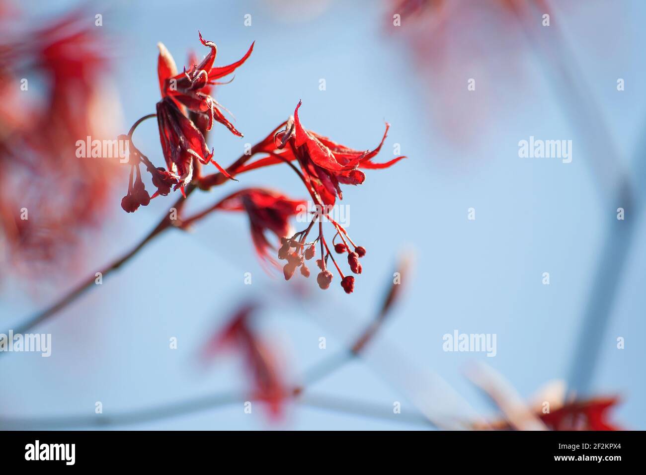 Acer palmatum blooming red flowers and leaves close up, selective focus Stock Photo