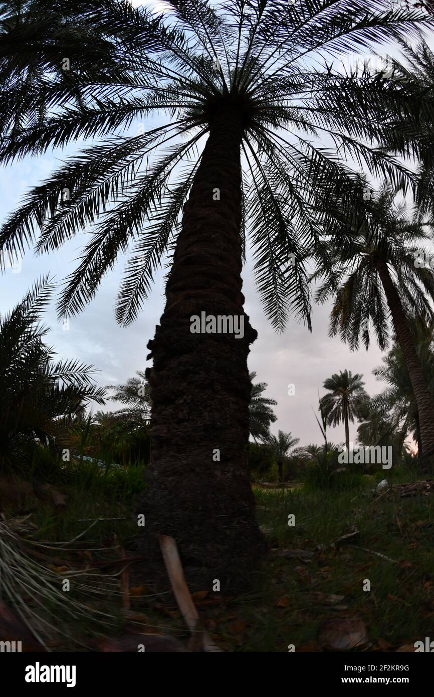 Date palm , tree of the palm family cultivated for its sweet edible