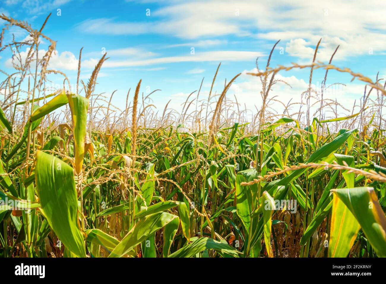 Field with green corn on a sunny day Stock Photo - Alamy