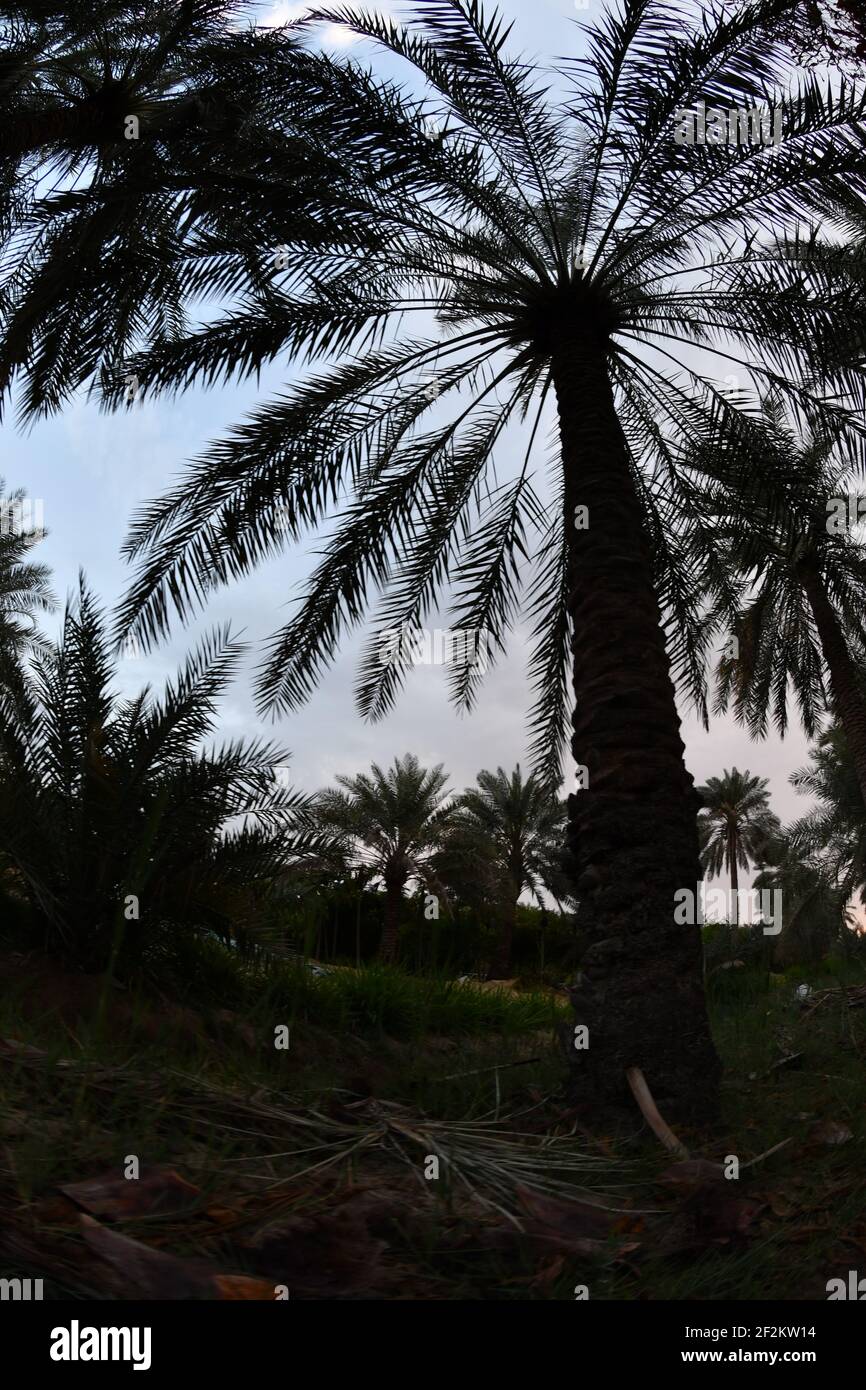 Date palm , tree of the palm family cultivated for its sweet edible