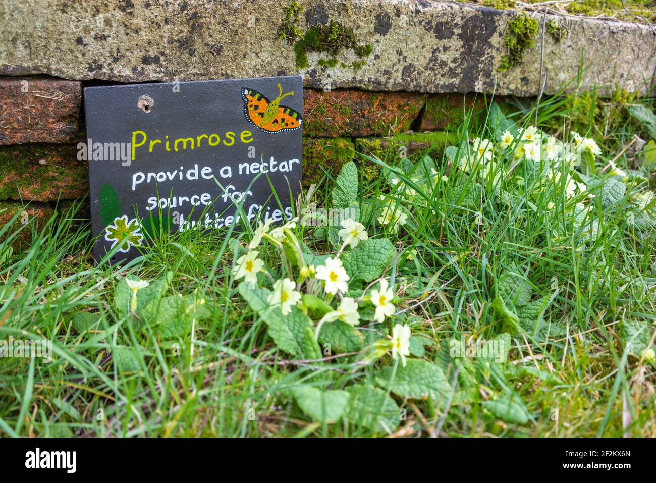 Sign reading 'Primrose provide a nectar source for butterflies' next to a cluster of yellow primrose flowers, nature conservation, in Southampton, UK Stock Photo