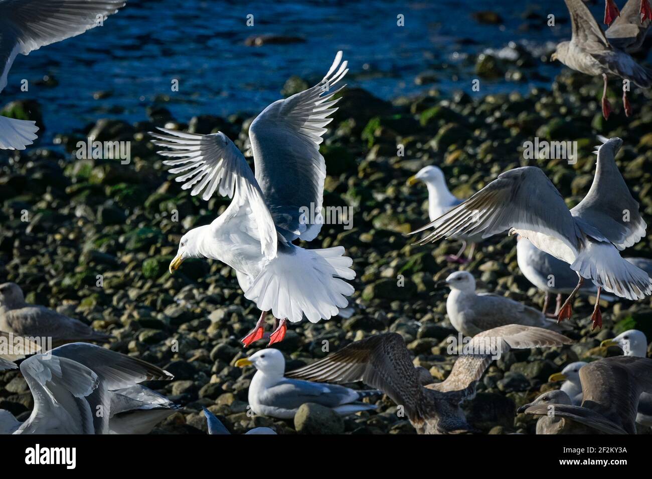 Gulls on rocky beach, Howe Sound,  British Columbia, Canada Stock Photo