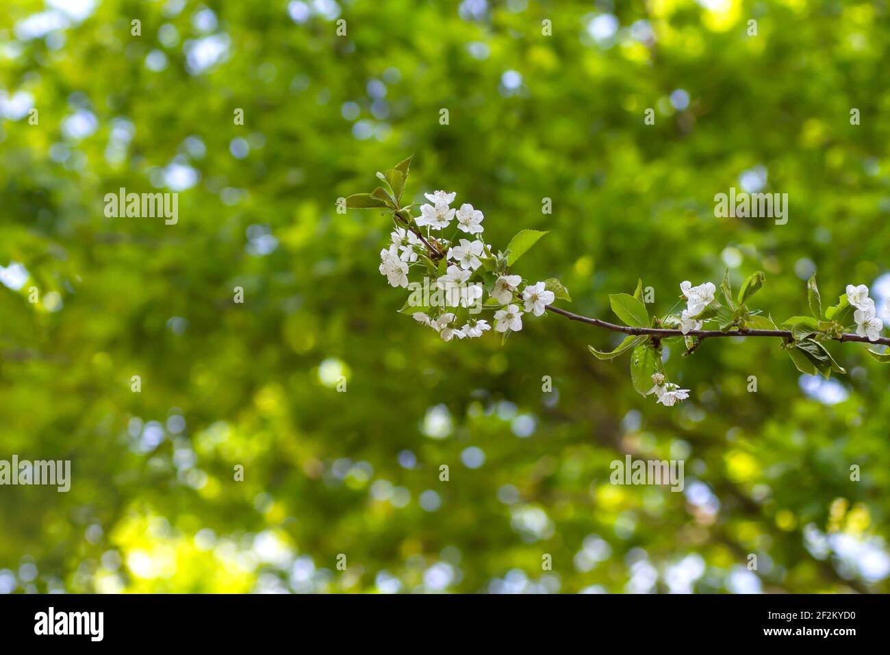 Prunus avium wild cherry tree white flowers blooming in spring Stock Photo