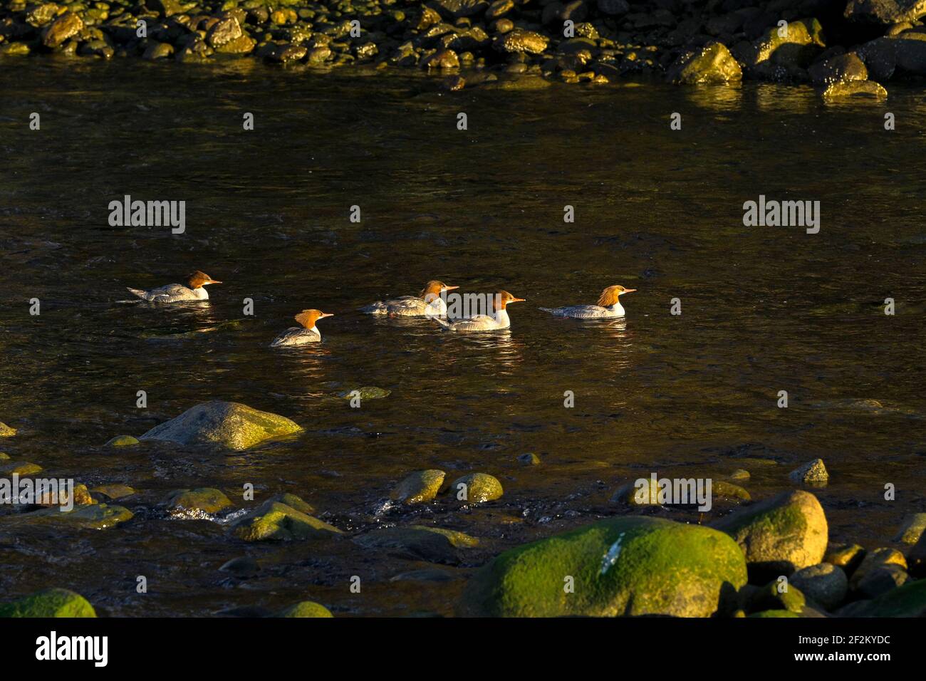 Common Merganser females, Furry Creek, British Columbia, Canada Stock Photo