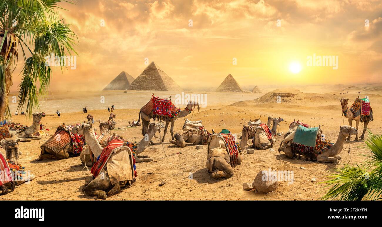 Camels rests near ruins pyramids of Egypt Stock Photo