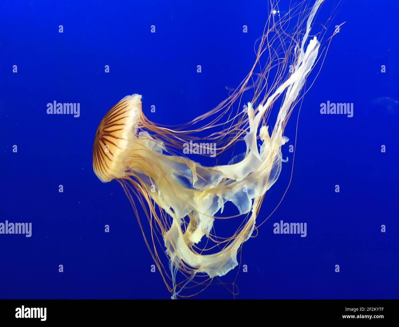 Jellyfish with blue background Stock Photo - Alamy