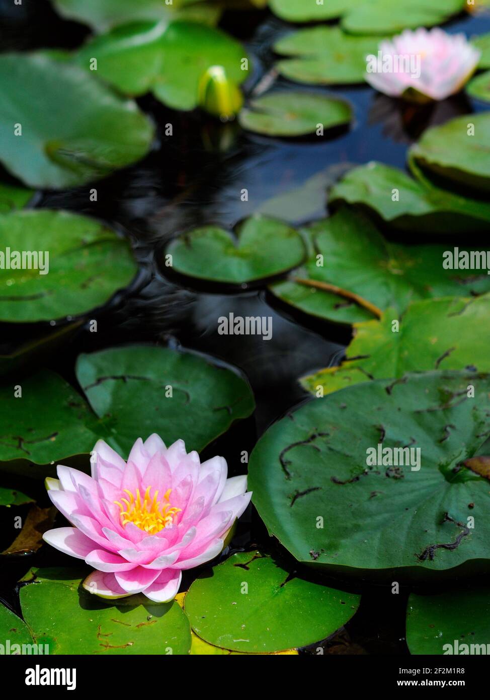 Water lilies in pond hi-res stock photography and images - Alamy