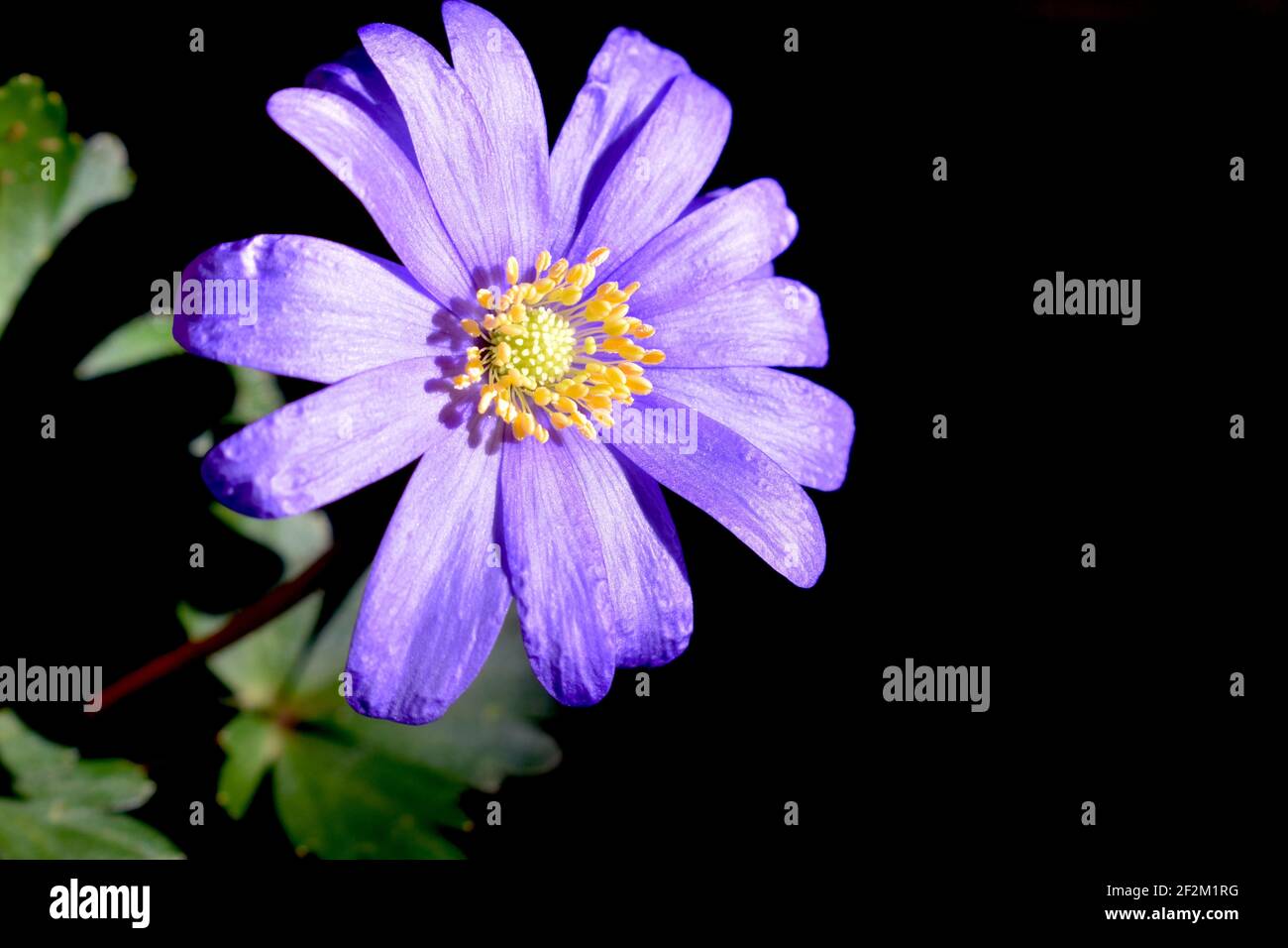 Balkan anemone bears big daisy like flowers in an extensive range of colours including blue purple pink and white Its early spring blooms attract bees Stock Photo