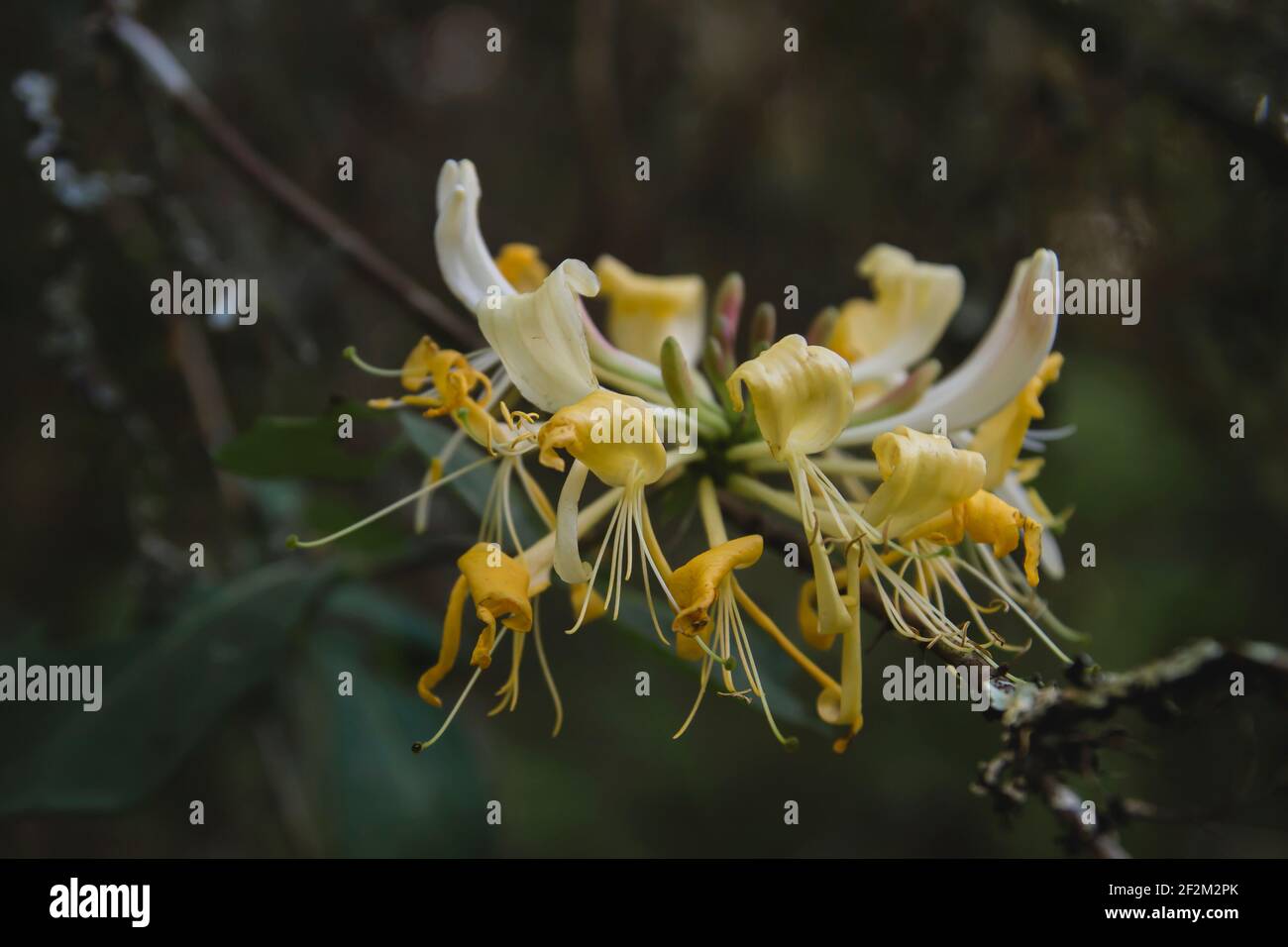 Detail of wild honeysuckle yellow flower blooming Stock Photo