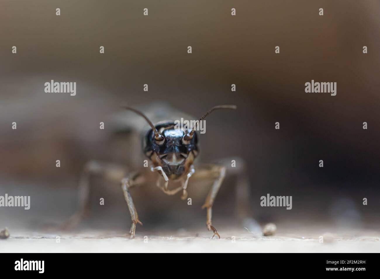Cricket insects hires stock photography and images Alamy