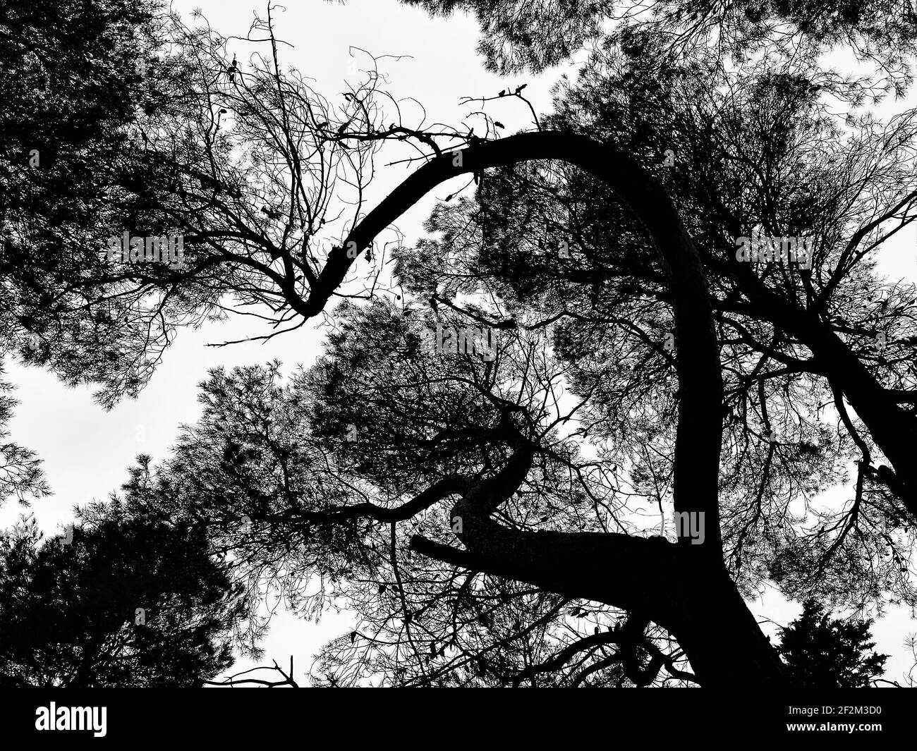 A low angle photo of the shadow outlines of the trees in the forest Stock Photo