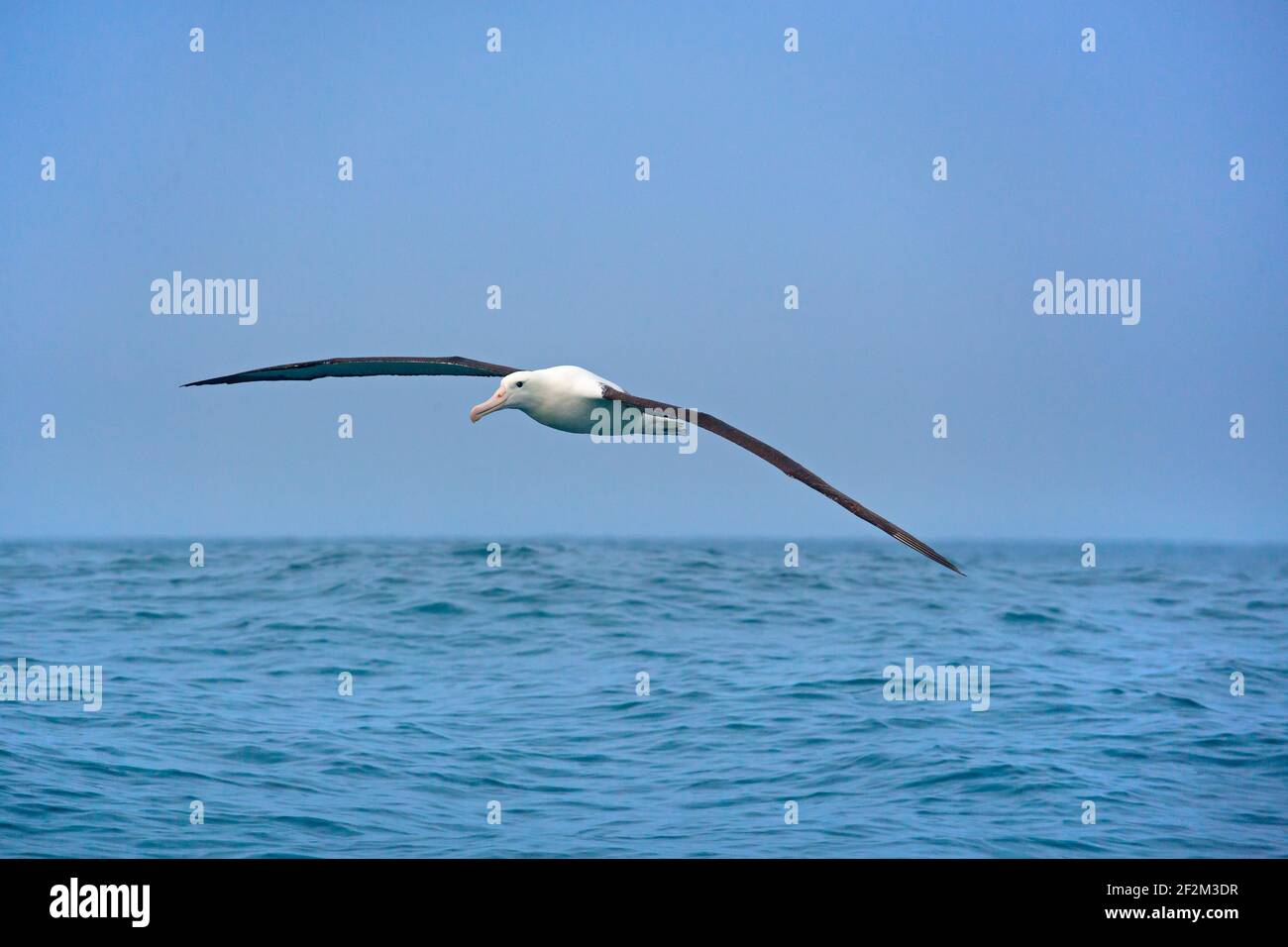 Wandering Albatross Diomedea exulans Kaikoura New Zealand Stock Photo