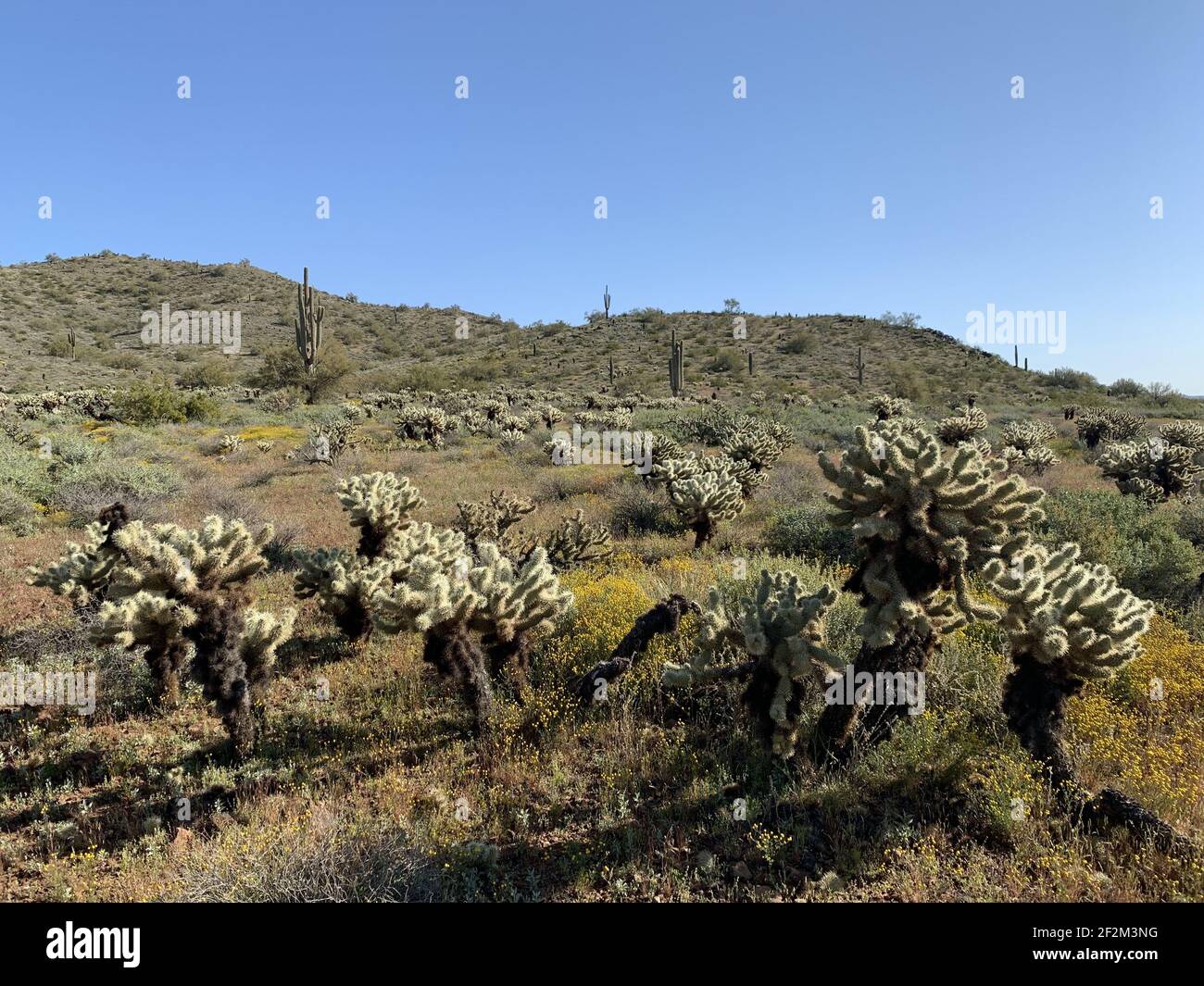 Various cactus and desert plants landscape scenery Stock Photo