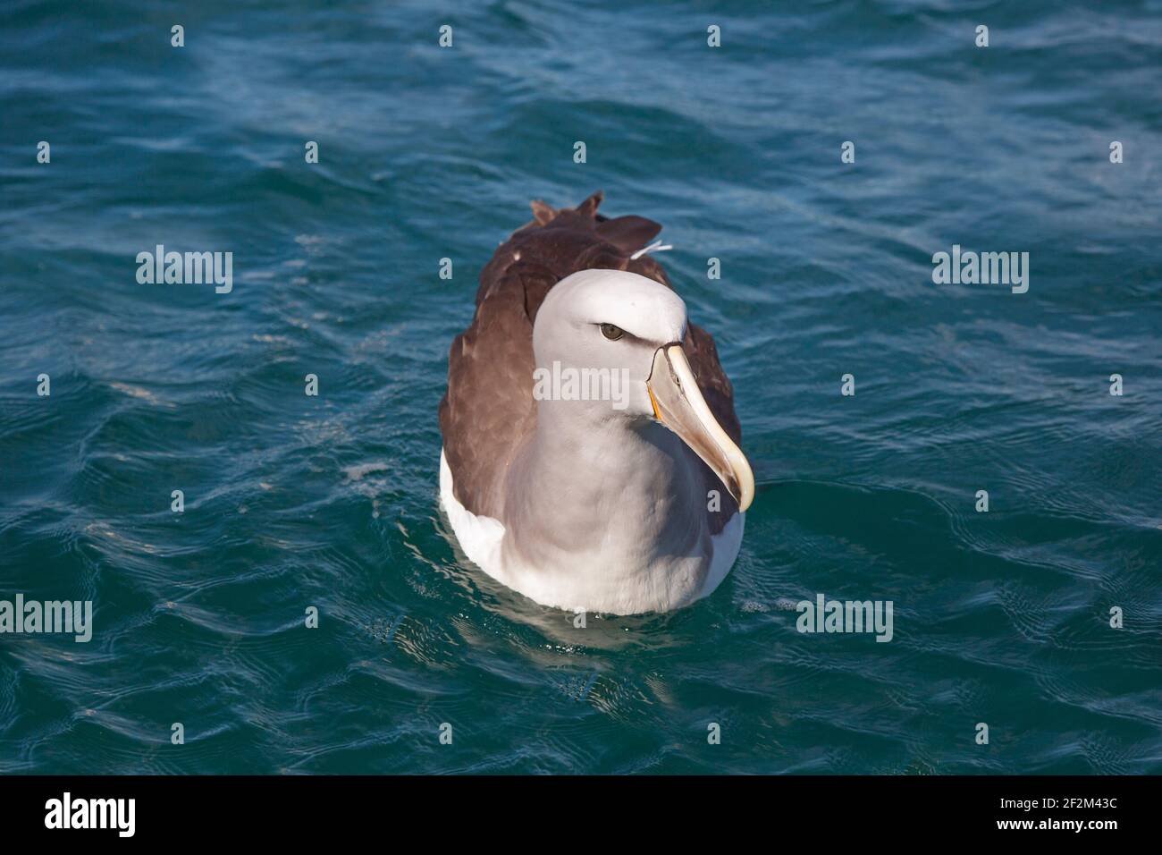 White capped Albatross Diomedea cauta Kaikoura Peninsula New Zealand Stock Photo
