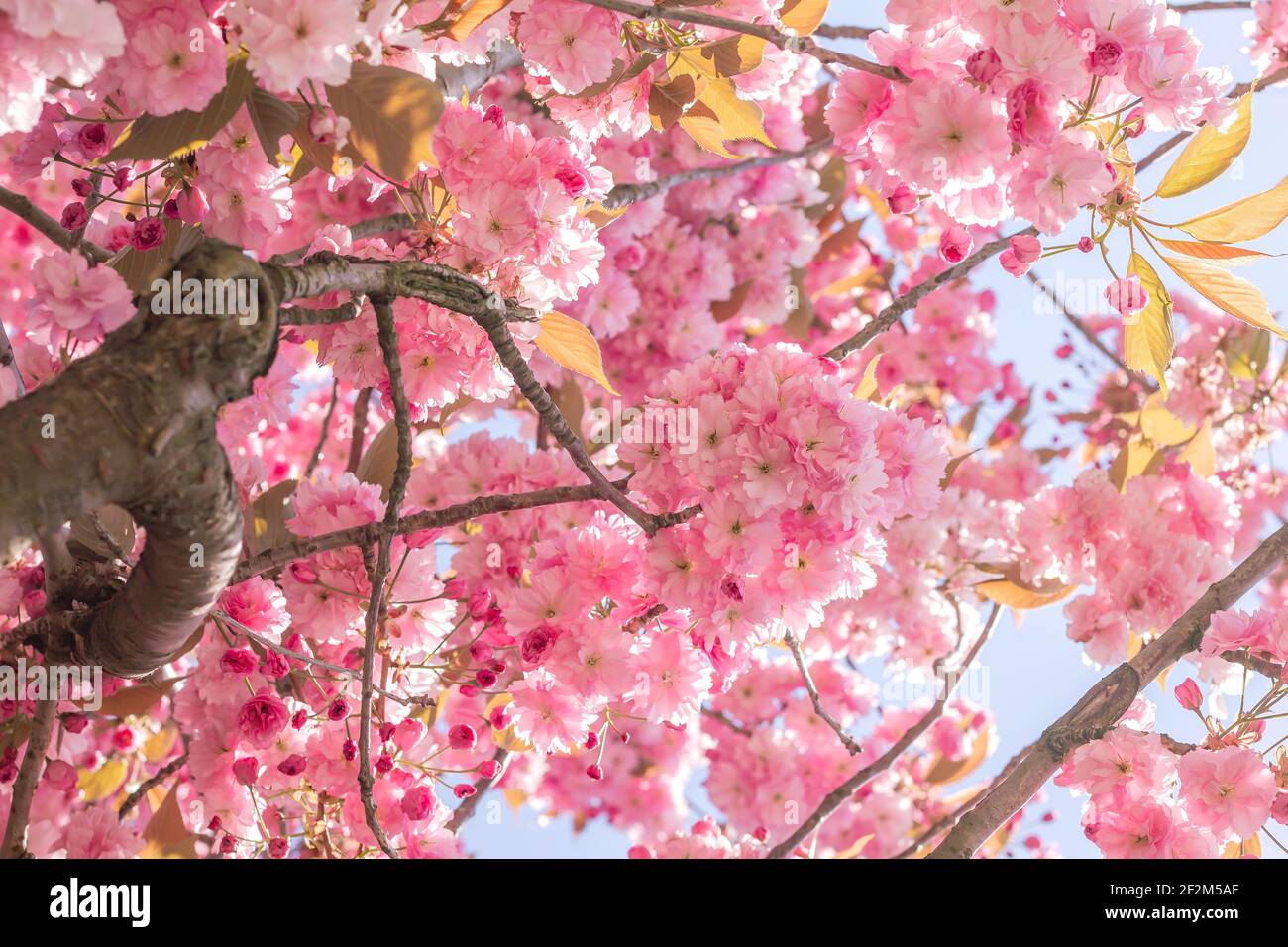 Prunus serrulata or japanese cherry tree cherry blossoms pink flowers blooming in spring Stock Photo