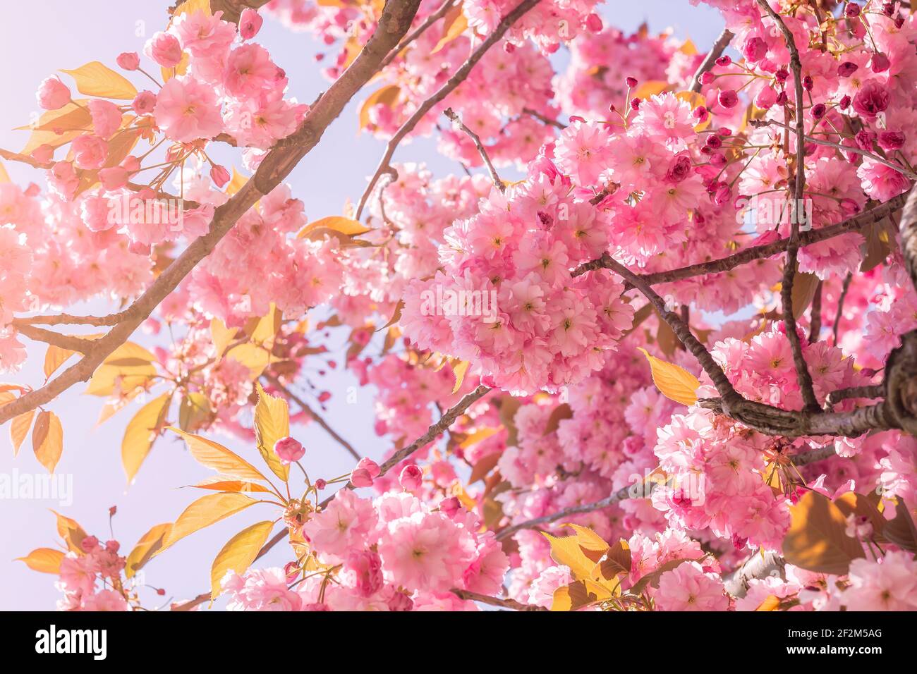 Prunus serrulata or japanese cherry tree cherry blossoms pink flowers blooming in spring Stock Photo