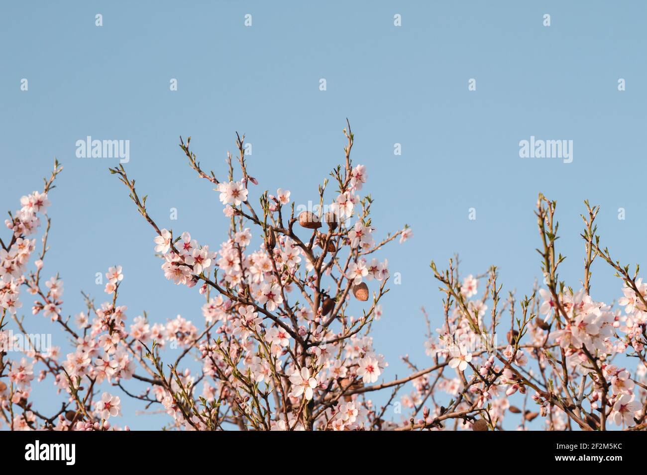 Almond tree blossoms pink flowers blooming in spring Stock Photo