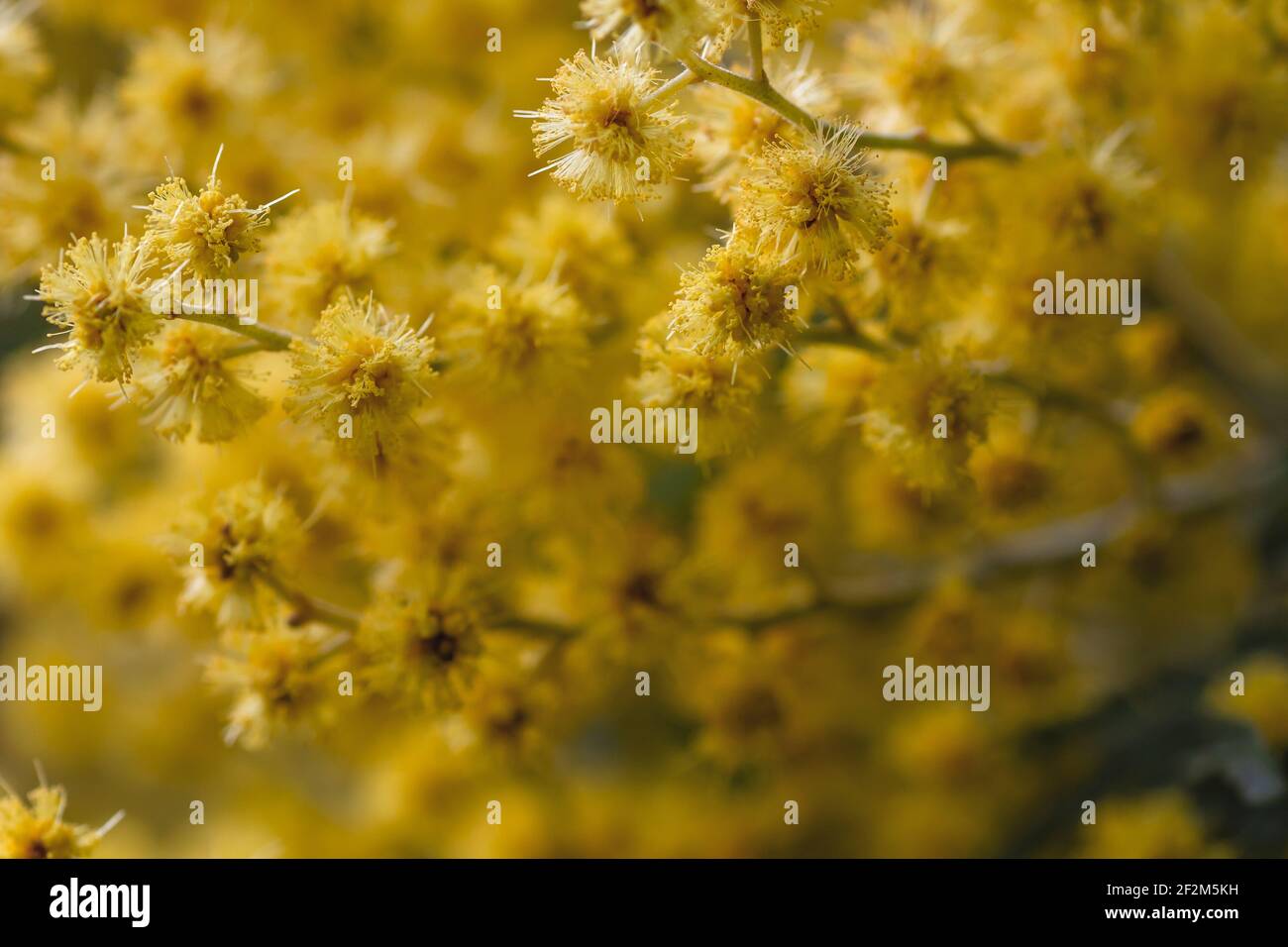 Acacia dealbata silver wattle yellow flowers blooming close up Stock Photo