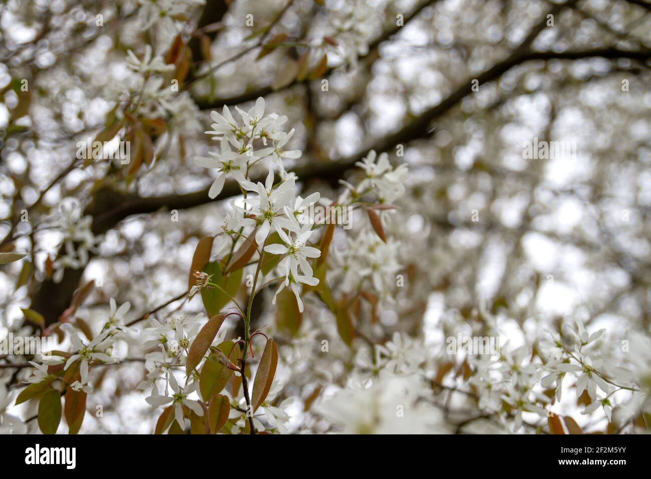 Snowy mespilus white flowers blossoming in spring Stock Photo
