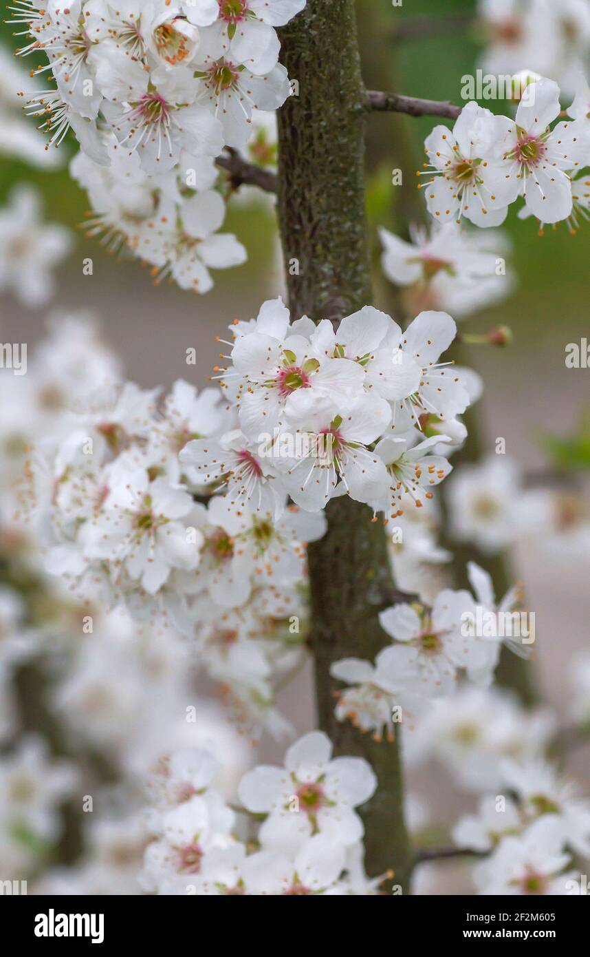 Prunus avium cherry tree springtime white flowers blooming Stock Photo