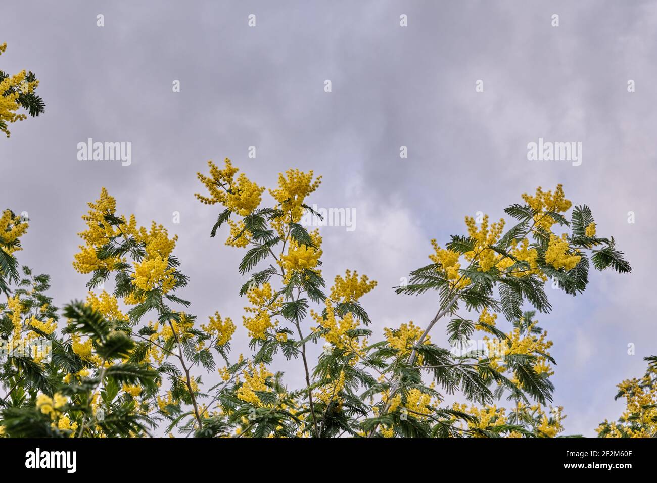 Acacia dealbata silver wattle yellow flowers blooming Stock Photo
