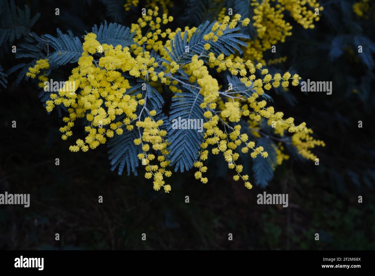 Acacia dealbata silver wattle yellow flowers blooming Stock Photo