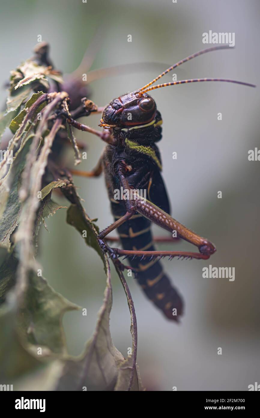 Field cricket insect close-up. Grieg head with eyes. Macro. Reflection. Stock Photo
