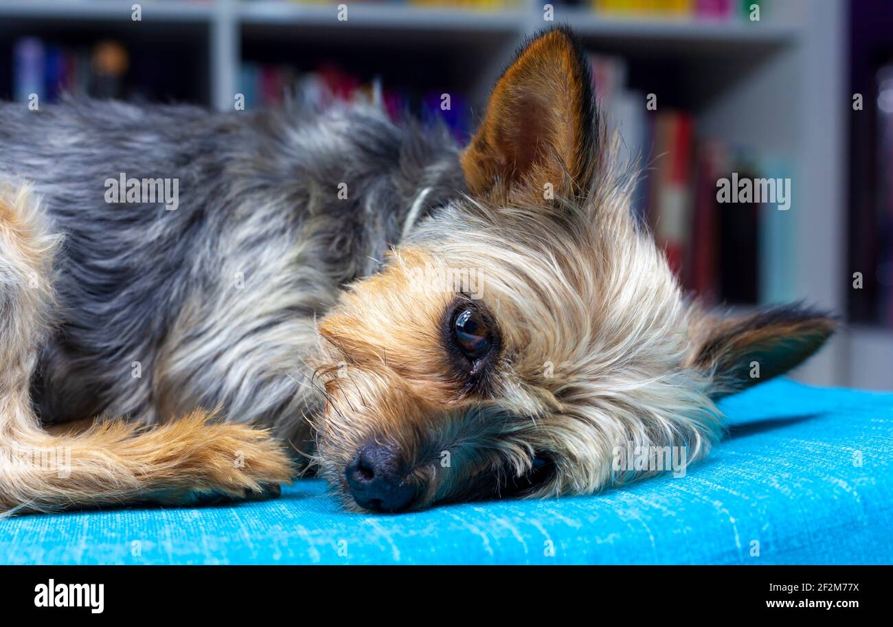 yorkshire dog lying on a blue pillow Stock Photo