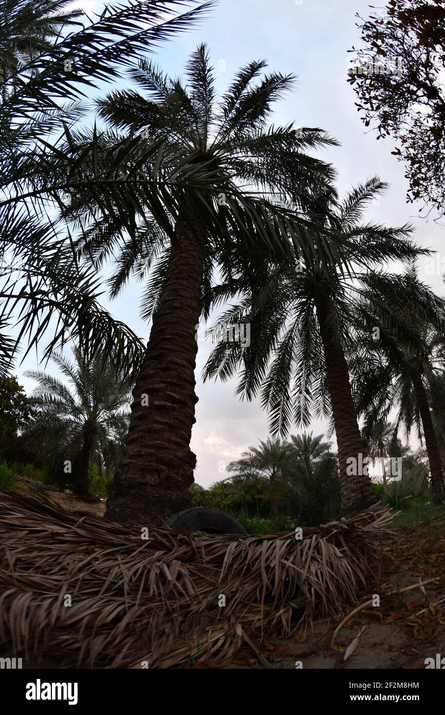 Date palm , tree of the palm family cultivated for its sweet edible