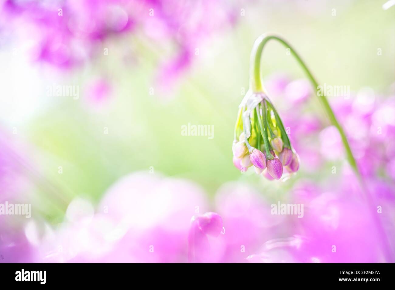 Pretty portrait of single allium cernuum or nodding onion with a  cluster of pink buds. On right of frame with out of focus pink and green background. Stock Photo