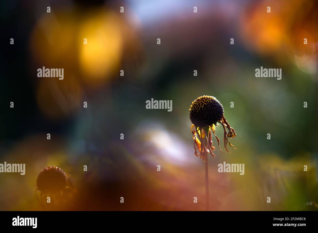 A single dying helenium flower, backlit against a beautiful background of out-of-focus flowers softly lit. With copy space. Stock Photo